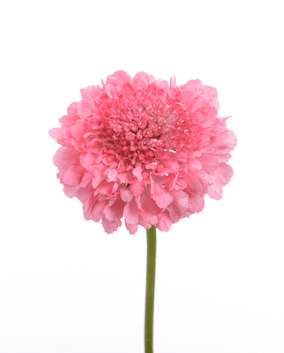 Scabiosa Scoop Pink fresca