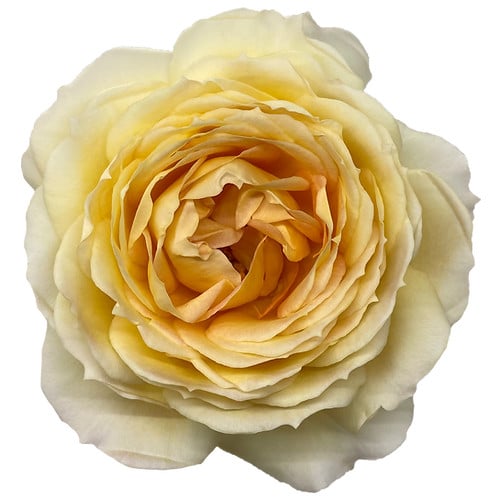 846f0e51-3bc1-4b93-a246-3401b5ae0d42.jpg Rose Grdn CaramelAntike (12stm) rio - Image 1
