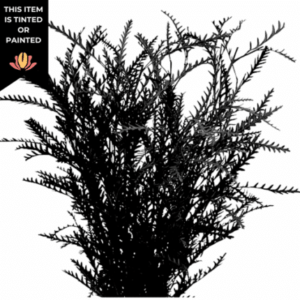 Grevillea Tinted Black mellano