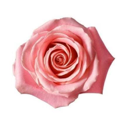 Rose Hermosa 70cm. rprima