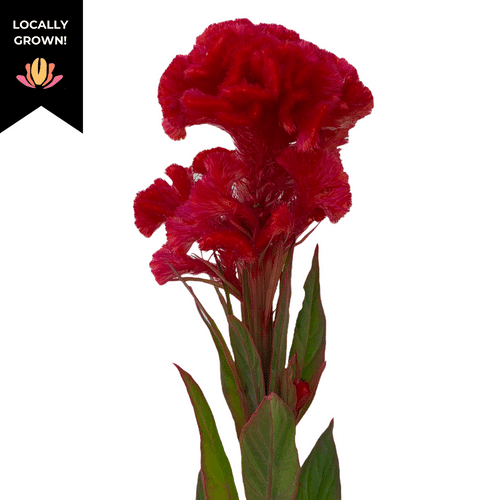 84e26b62-83c7-4976-a4c7-6186dd4b9b19.png Coxcomb Chief fire cramer - Image 1