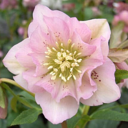 Helleborus Queens Db Pink by