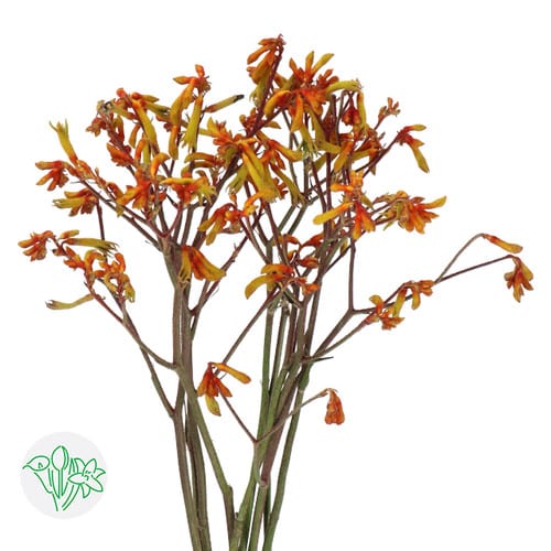 84f94f2d-c1bb-4c39-8a7a-77b7574fa44b.jpg Kangaroo Paws Bush Sunset holl 60cm - Image 1