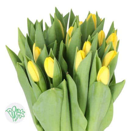 Tulip Novi Sun holl xtra