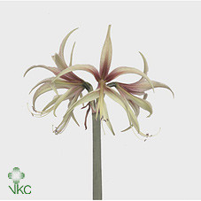 Amaryllis Tarantula holl.