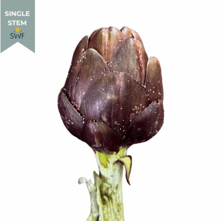 Artichokes Red small fisher(St