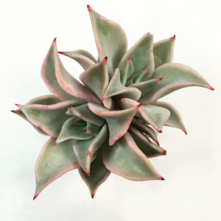 Succulent Madiba hollSTEM