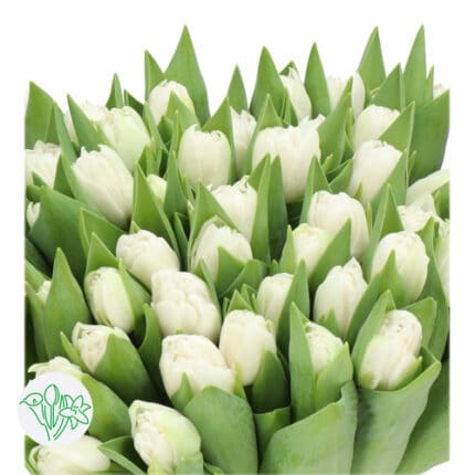 Tulip Double White Foxtrot holl