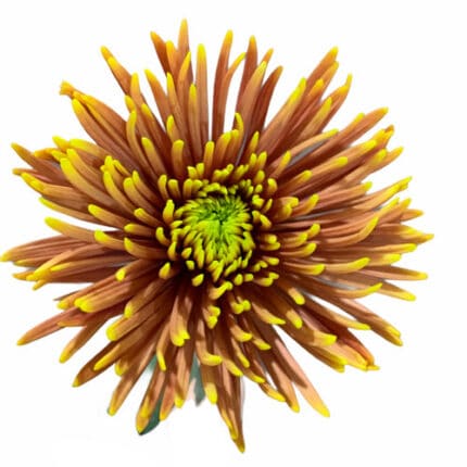 Mum Delistar Saffina gdns