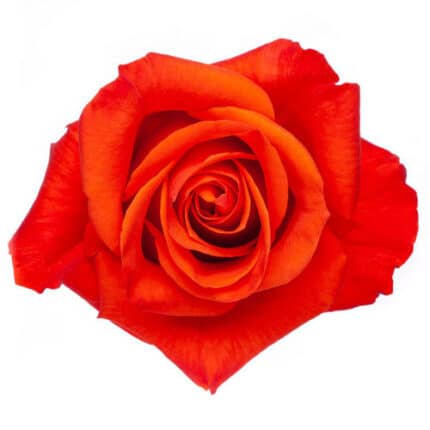 Rose Patz 50cm  holl