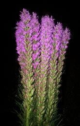Liatris 90cm rio