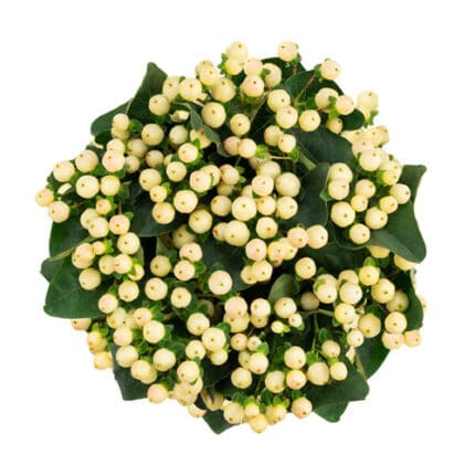 Hypericum Glazed White mystic