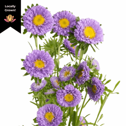 Aster Matsue Lavender hendrick
