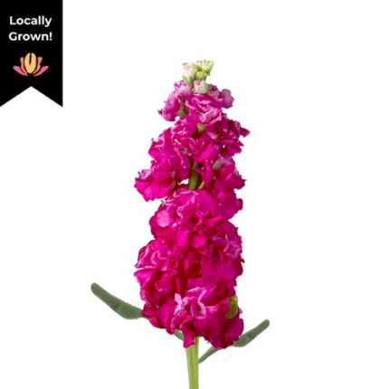 Stock Hot Pink hendricks