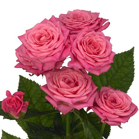 857b2ed1-33ff-425f-bfa7-95eb904003a6.jpg RoseSpray HotPk holl - Image 1