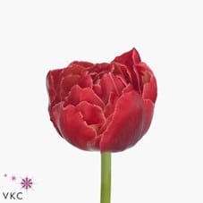 Tulip Double Verona Sunrise xtra