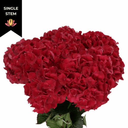 Hydrangea Magical Dark Ruby ST