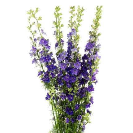 Larkspur Purple holl.