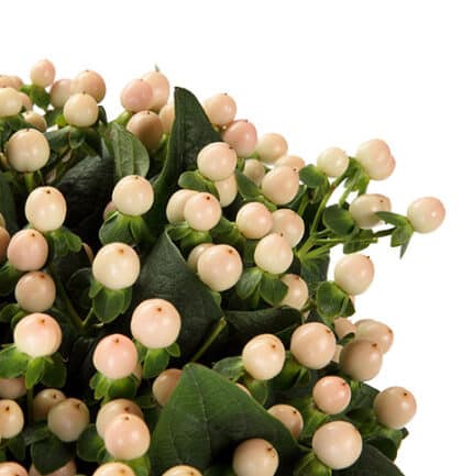 Hypericum BlushRom Spray 70cm