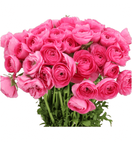 Ranunculus Cloni Colorado holl