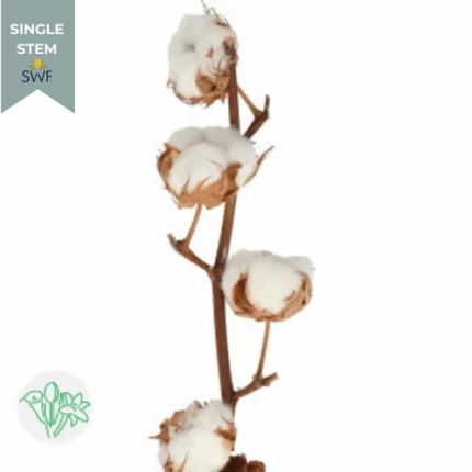 Cotton holl (STEM)