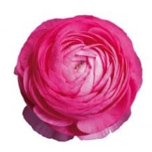 Ranunculus Cloony Bolero holl