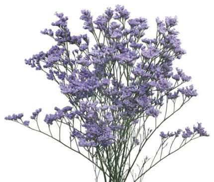 Limonium Blue Stream Misty