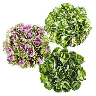 Kale Asst gdns(5st)