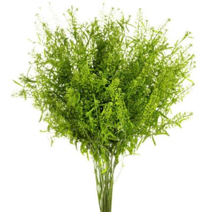 Peppergrass cramer