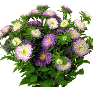 Aster Matsu Purple bicolor s.v