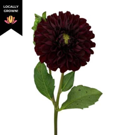 Dahlia Burgundy local