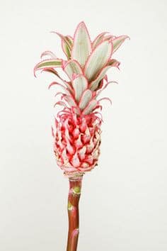 Pineapples lrg holex(st)