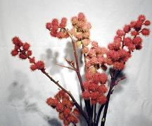 CASTOR pods reg cramer
