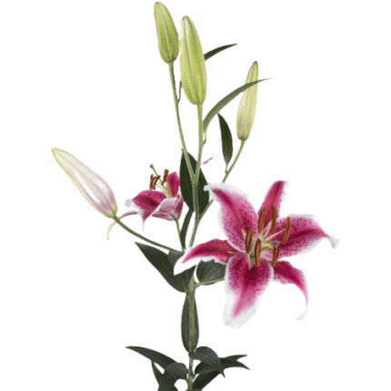 Lily Starfighter florisol 3-5b