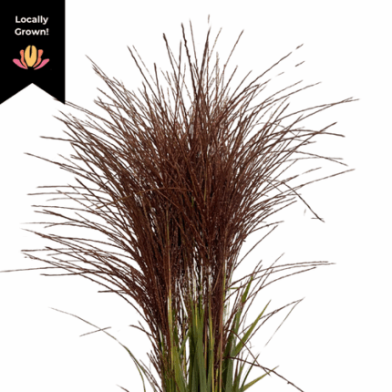 Teff Grass cramer