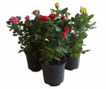 4" BLOOMING MINI ROSE