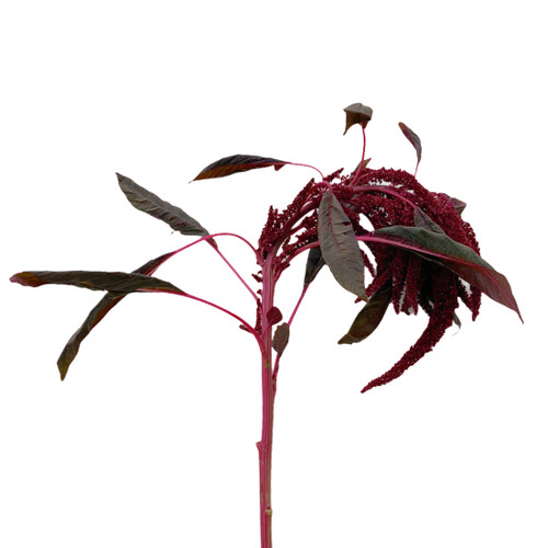 85eabffe-f080-4ee3-8882-6a3ab24ea767.jpg Amaranthus Red uprite camflor - Image 1