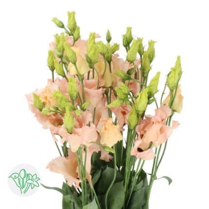 Lisianthus Apricot holl