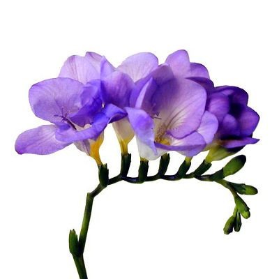 Freesia Harmony holl(Purple)