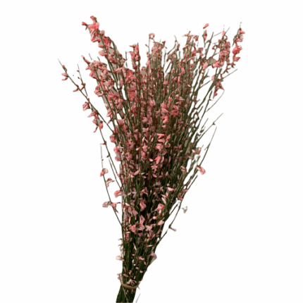 Ginestra Coral bella 200 grams