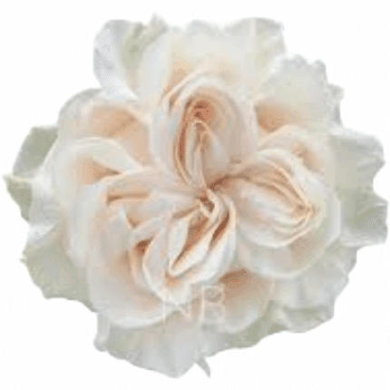Rose Cotton Xpression 50cm Nar