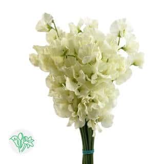 Sweet Pea Moe holex