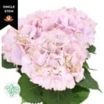 Hydrangea MyBeautiful Primaver - Image 2