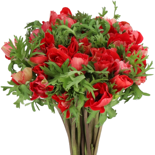 861713cb-36c9-4d6f-8521-eedcd807f0db.png Anemone Mistral Red holl - Image 1