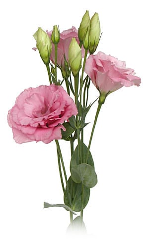 Lissy Rosita Rose dbl holl