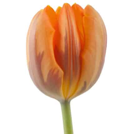 Tulip  Princess Irene holl