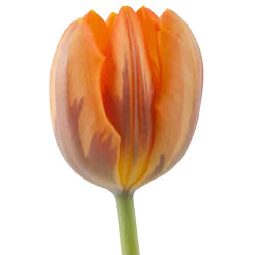 8628a464-d73e-4d4f-a3f2-bc2b0b44d092.jpg Tulip  Princess Irene holl - Image 1