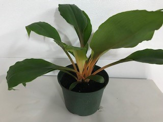 CHLOROPHYTHUM MANDARIN ORANGE
