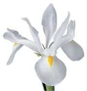 Iris White s.v.