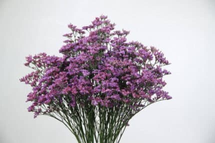 Limonium Piuma Purple rfi